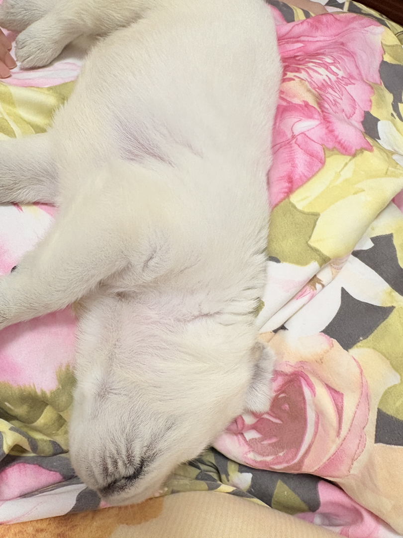 自家纯种母狗拉布拉多生的拉布拉多幼犬