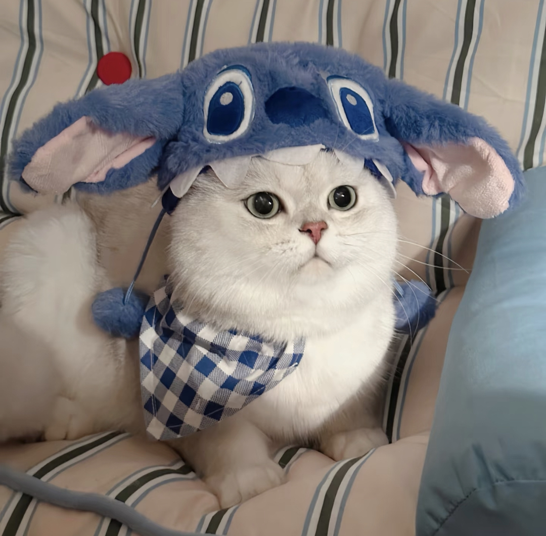银渐层猫咪,大眼萌态,穿戴可爱,尽显优雅气质