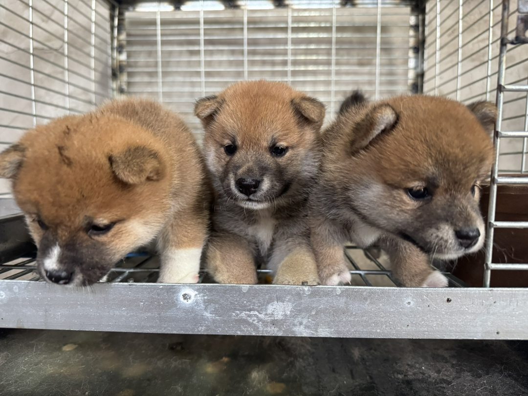 日本豆柴犬京津冀包邮