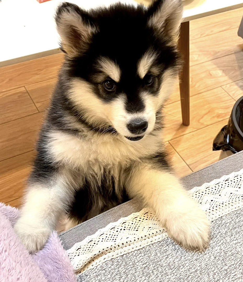 阿拉斯加犬,最初的用途是拉雪橇、守护家园,是人类忠诚的伙伴和工作犬。