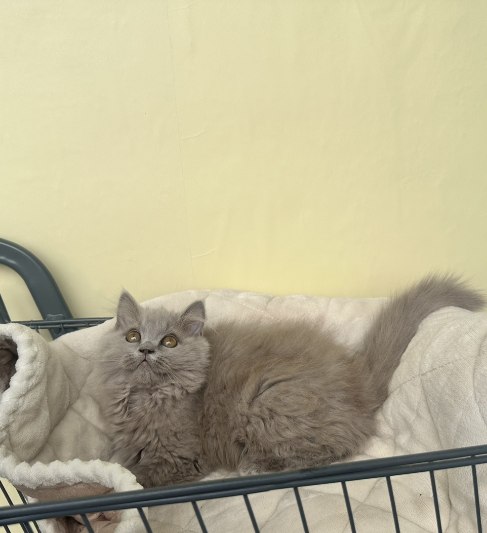 英短蓝猫