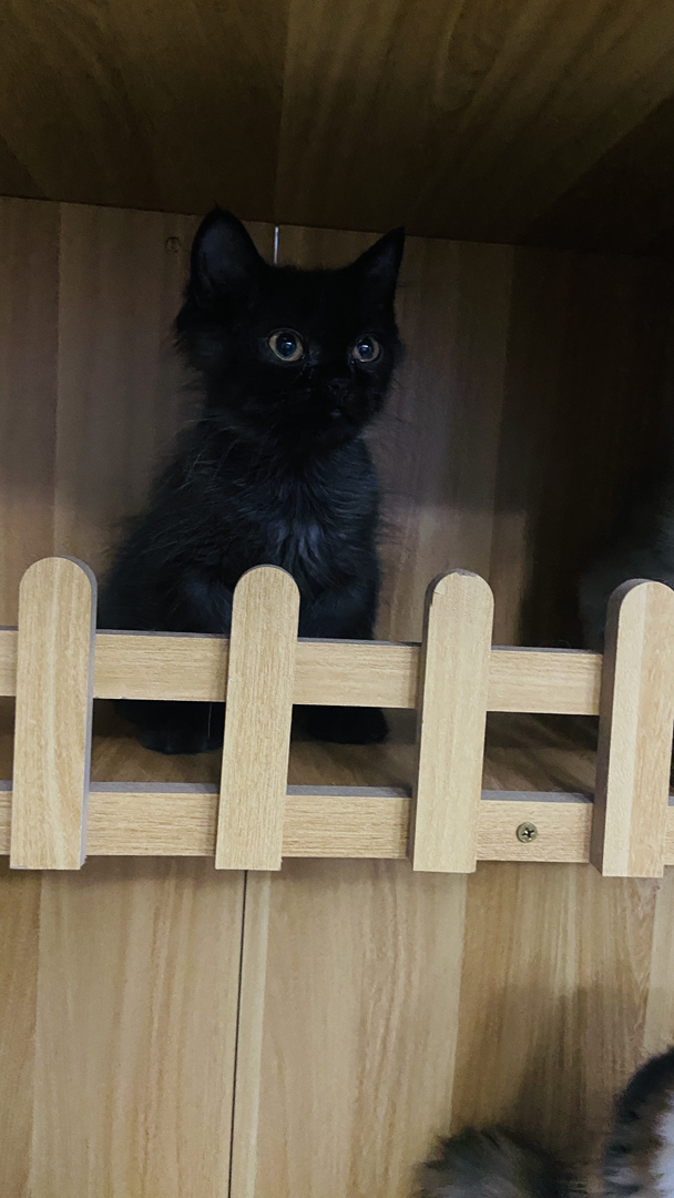 【超低价¥380】长毛招财猫