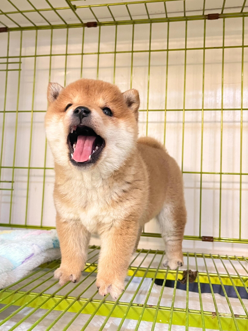 可爱柴犬幼犬，憨态可掬，颜值高，是陪伴的不二之选