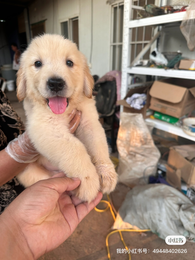 金毛幼犬，可爱活泼，性格温顺，适合家庭养殖