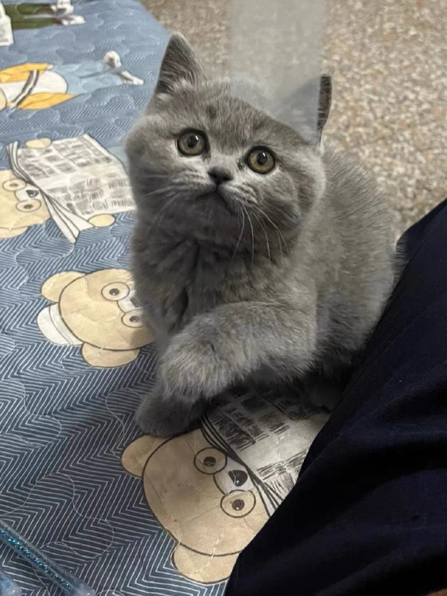 蓝猫已打疫苗驱虫保障终身售后。金渐层布偶银渐层金吉拉暹罗蓝猫银点暹罗猫
