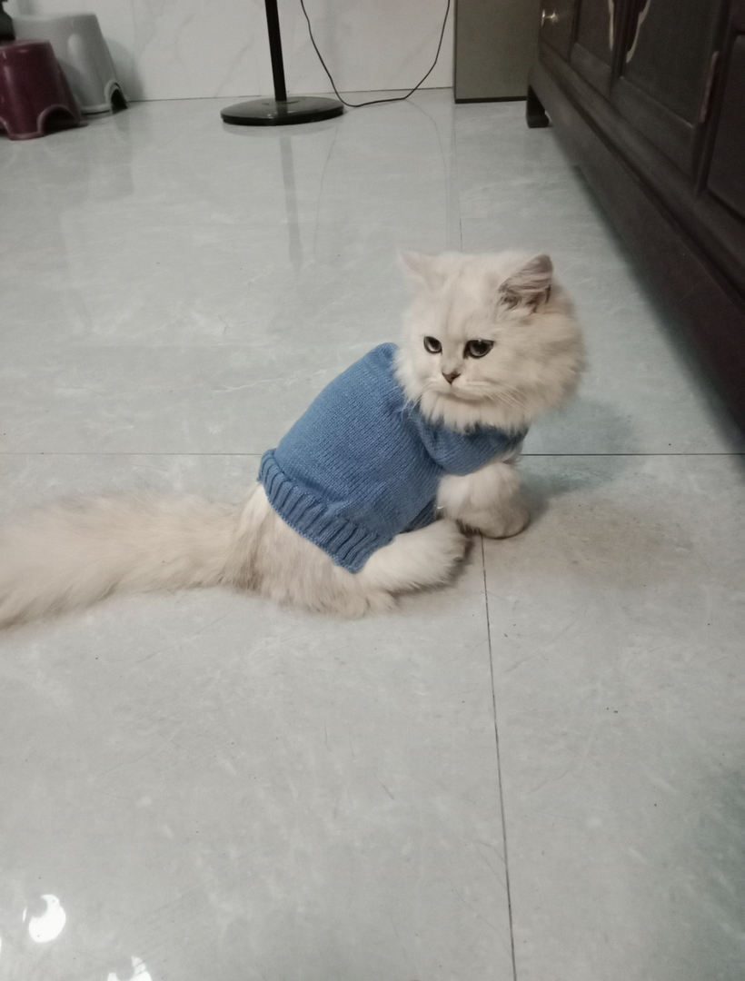 拿破仑金吉拉纯种母猫公猫