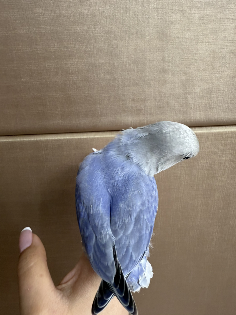 紫闪牡丹鹦鹉纯手养