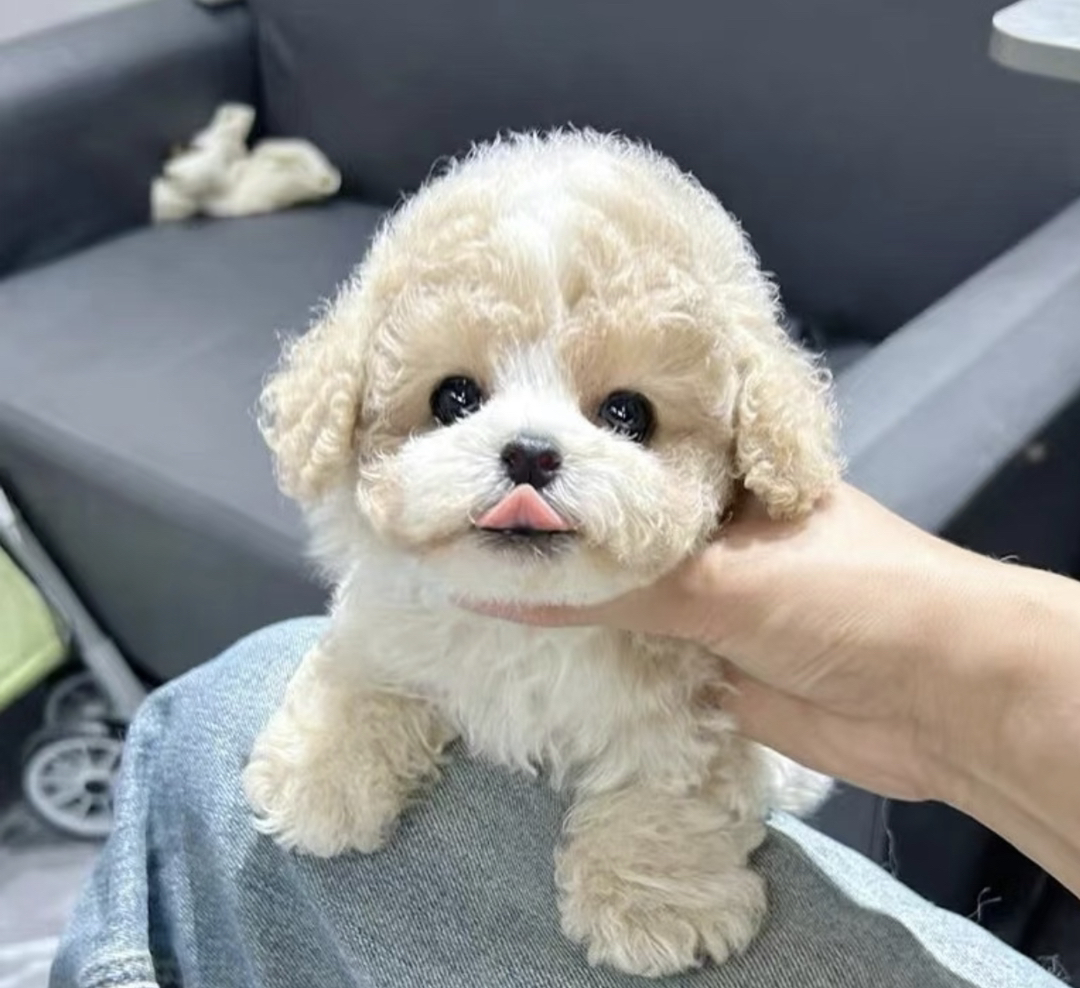 香槟色泰迪熊