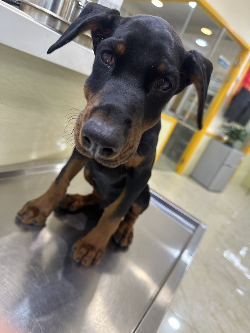 杜宾犬急出