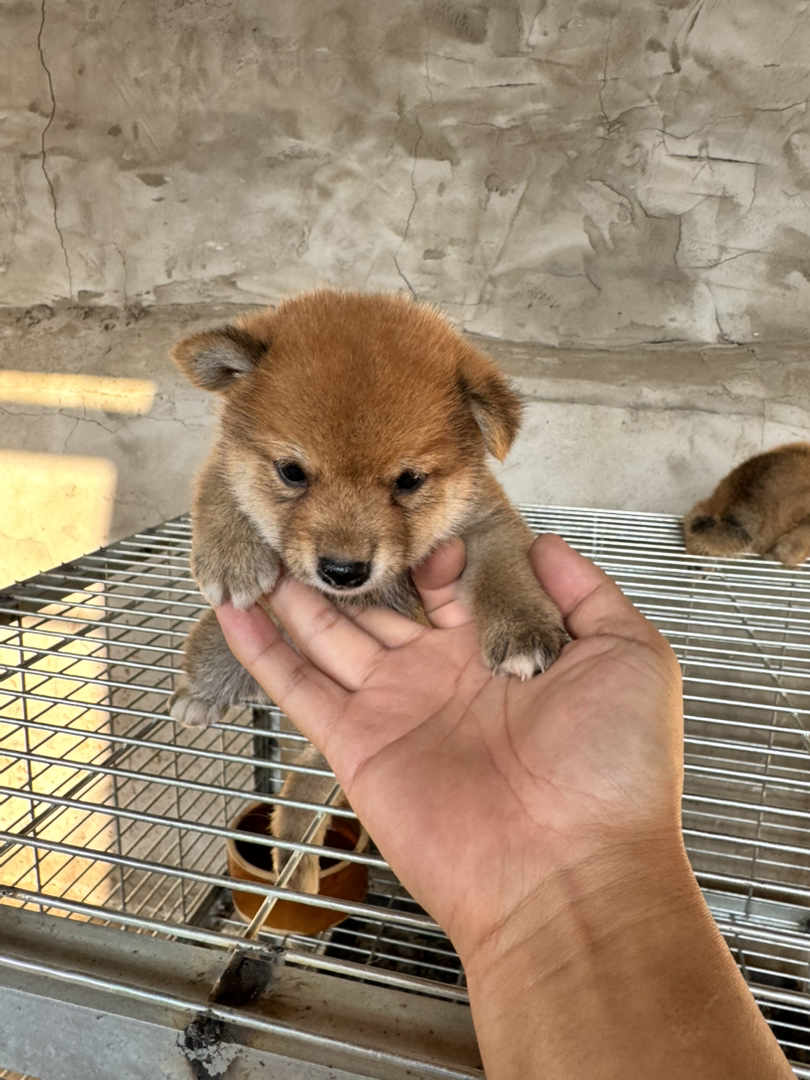 日本豆柴犬精品小公子特价一枚