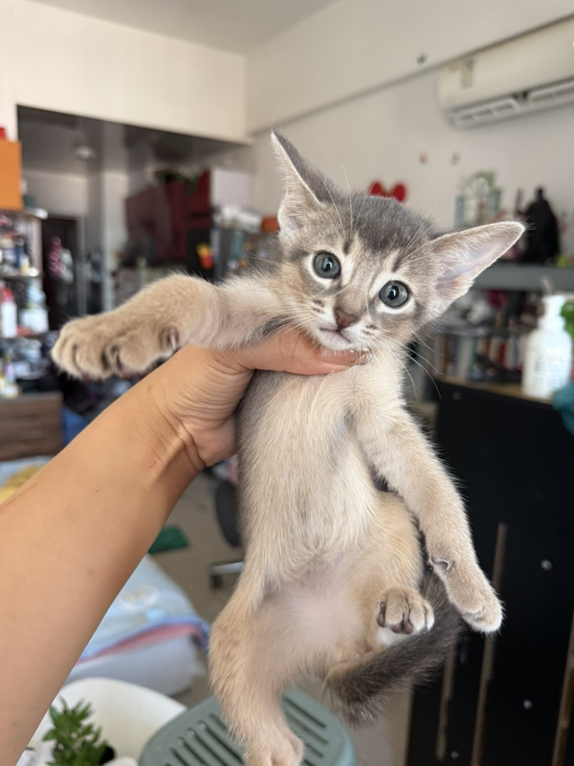 阿比，猫中之狗，亲人，性格好，会用猫砂，聪明握手能力一教就会。