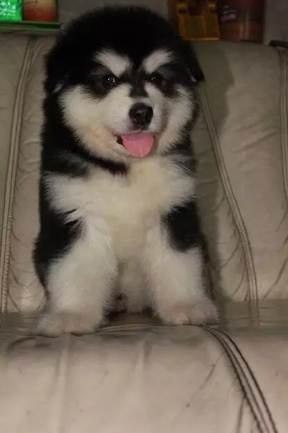 熊版大骨架阿拉斯加