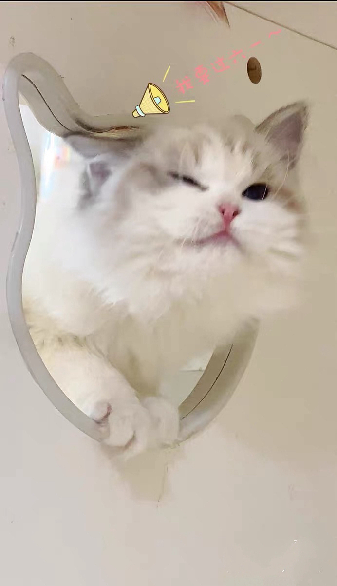 布偶猫