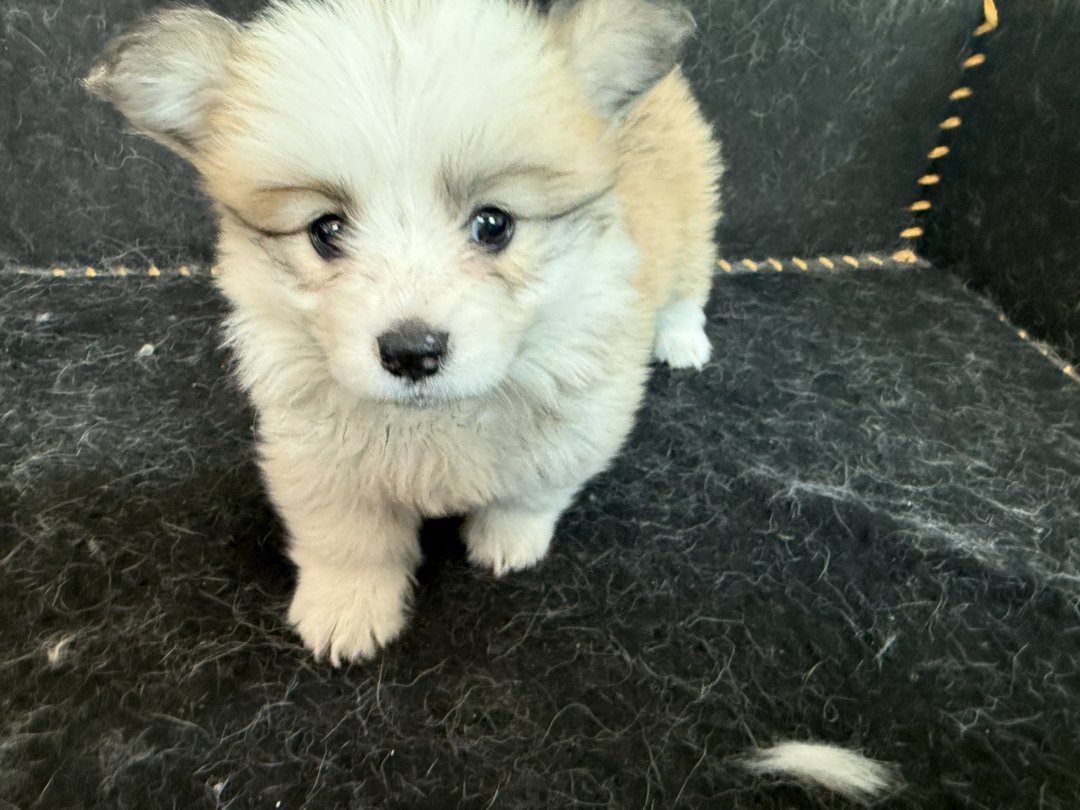 自家柯基幼犬出售，可爱活泼好动，已打一针疫苗