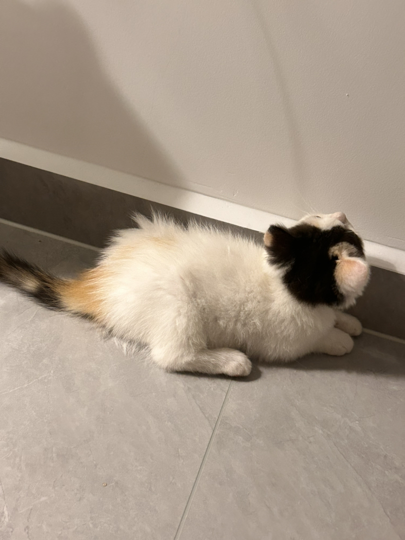 杭州家养小猫，漂亮三花，非猫舍猫，出完就没