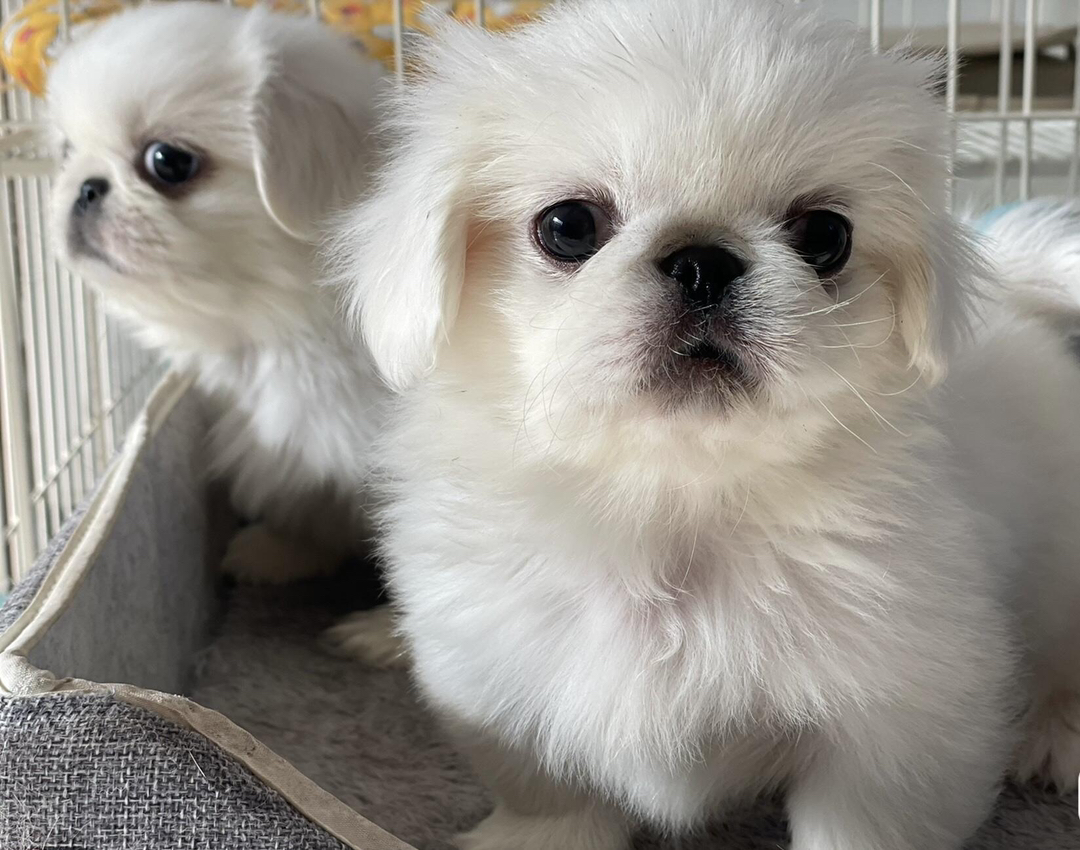 可爱京巴犬幼犬，毛发雪白蓬松，萌态十足惹人爱
