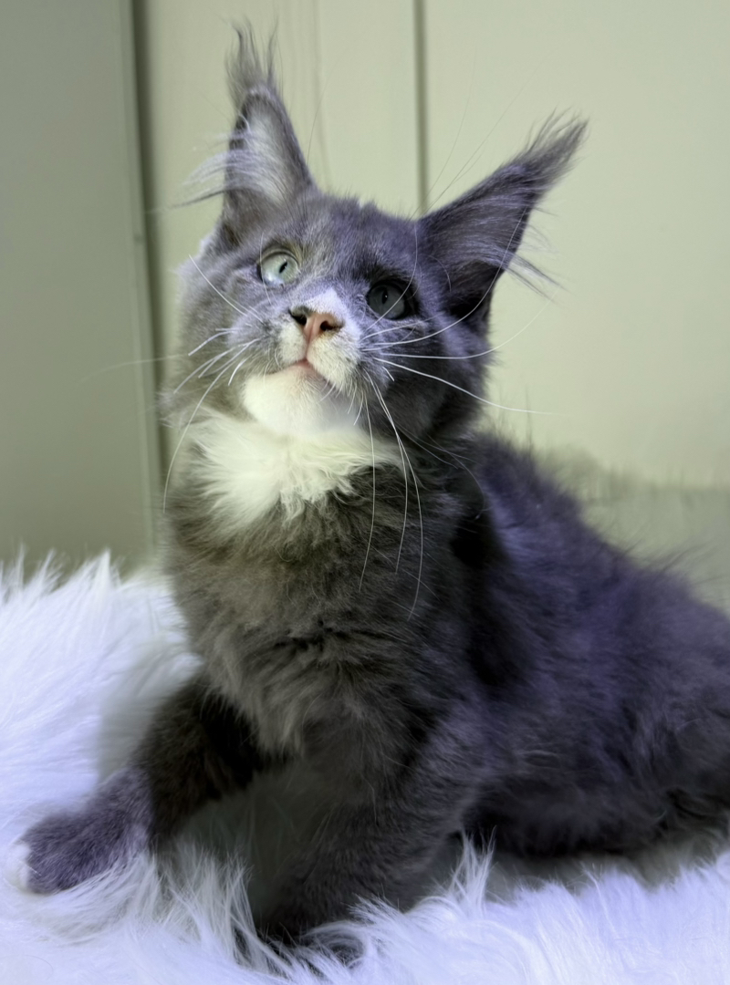 刷子蓝烟缅因弟弟