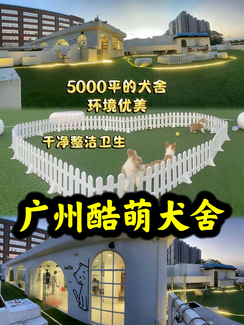 广州酷萌犬舍 品相齐全 签订合同 保养成年