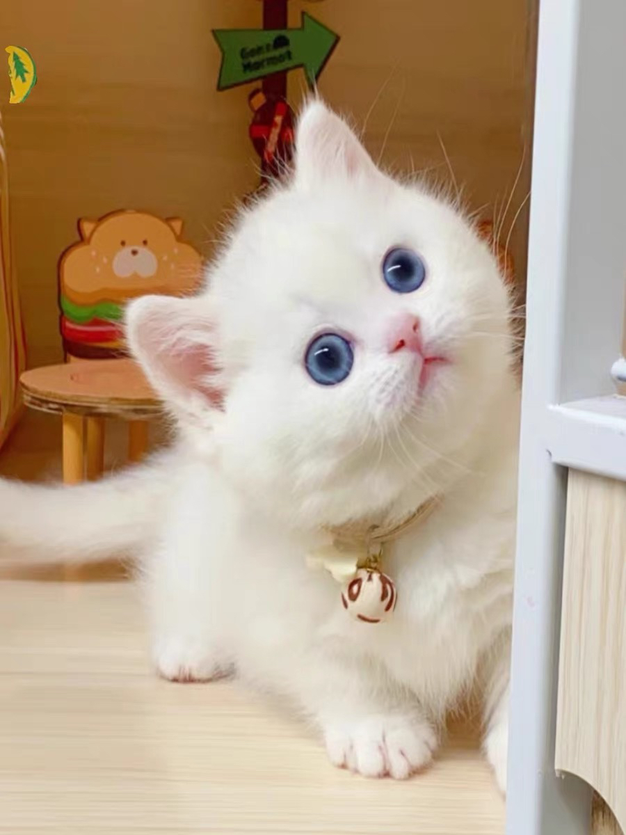 矮脚猫2888起步❤️平台推荐高端商家