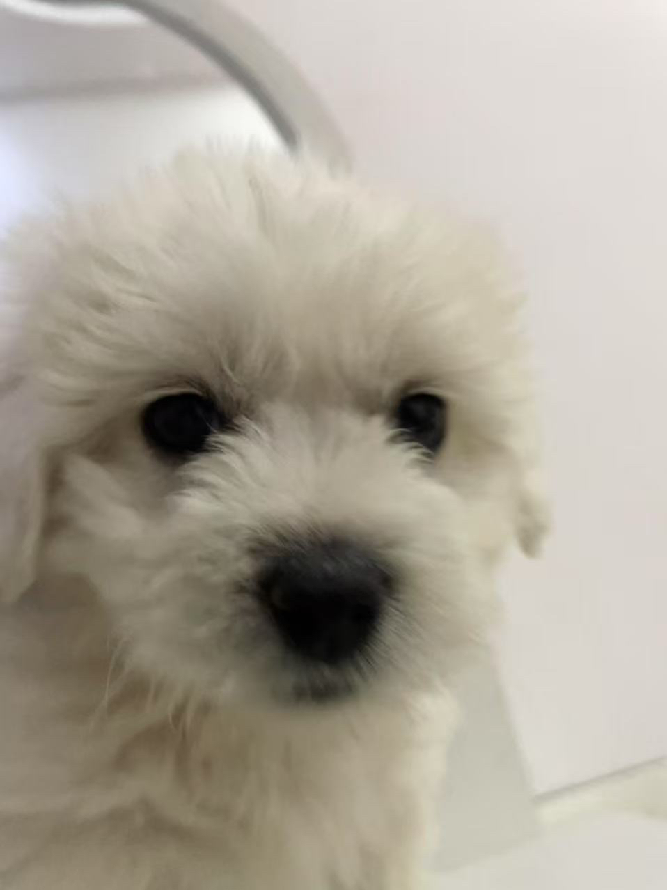 小比熊