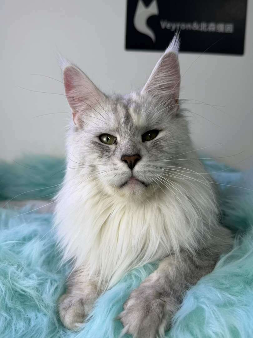 顶级缅因繁育种猫