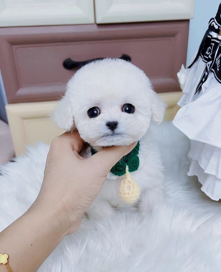 高端韩版比熊❤️平台