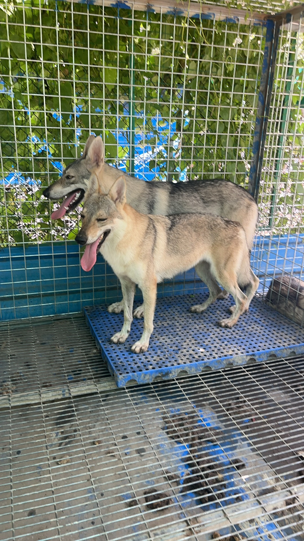 真正的赛级捷克狼犬
