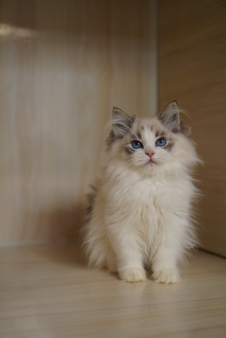 海山布偶弟弟 五粉无暇