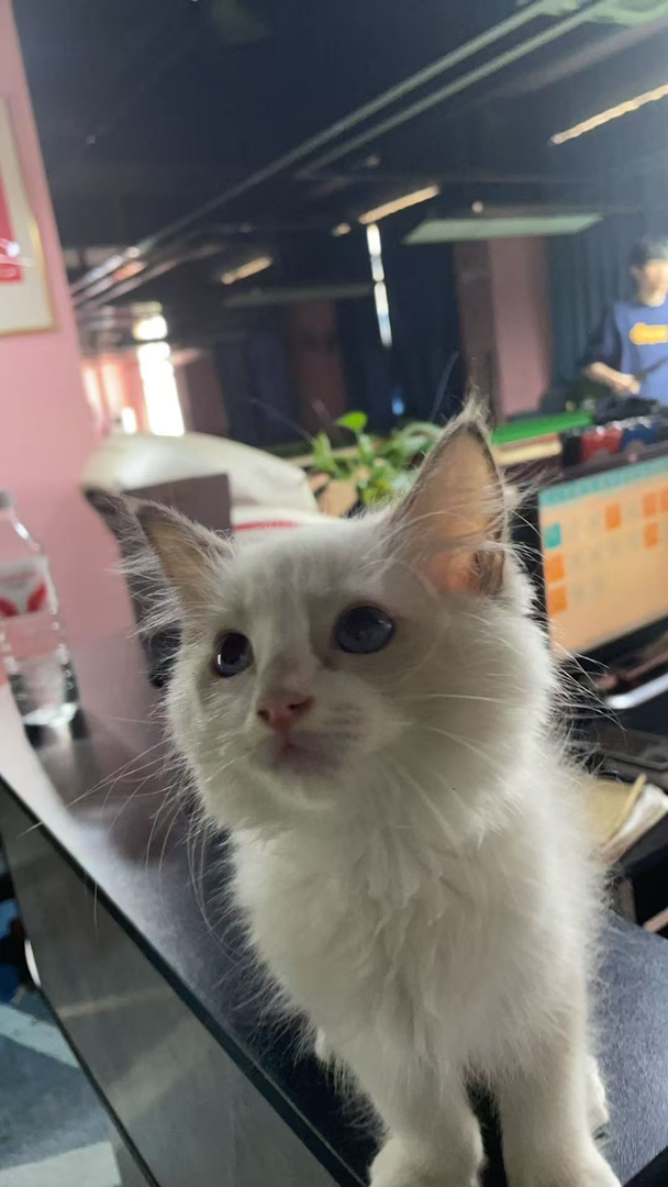 布偶猫