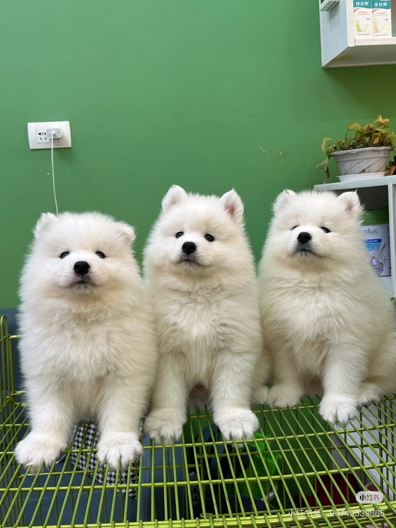 可爱萨摩耶幼犬，雪白毛发颜值高，温顺乖巧好伴侣