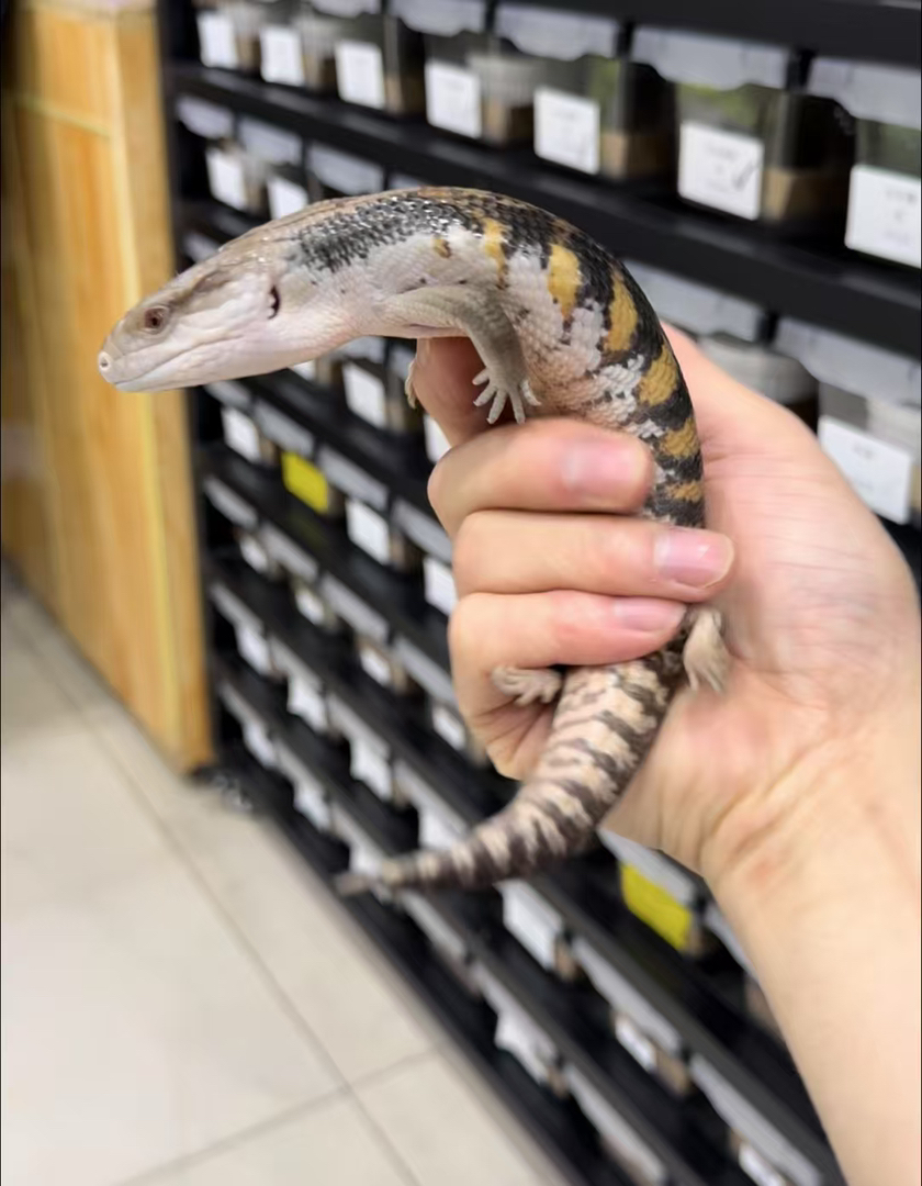 北部蓝舌石龙子 健康全品 包终身饲养经验 包健康 包开食 包邮 国际三包