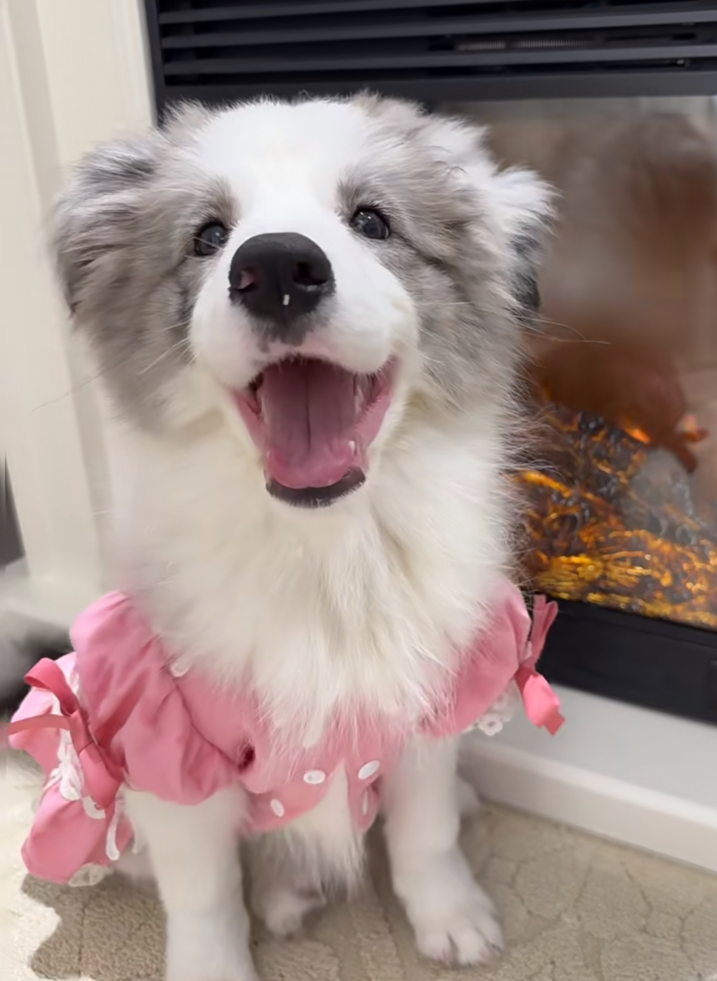 高蓝色陨石色边境牧羊犬❤️平台推荐