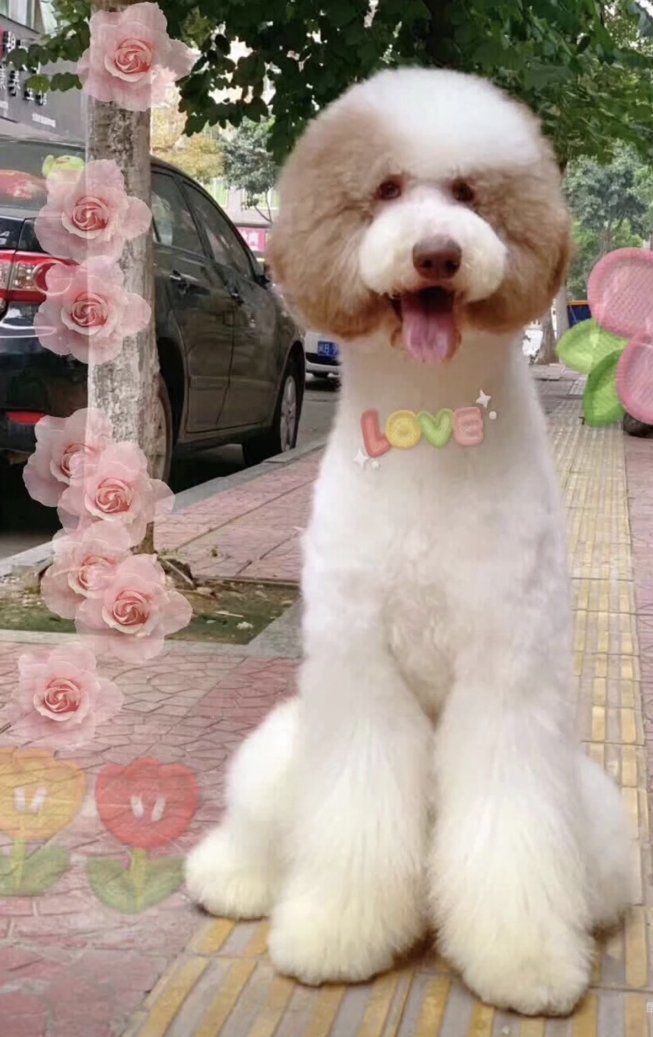 花色巨贵犬❤️疫苗齐全❤️全国发货