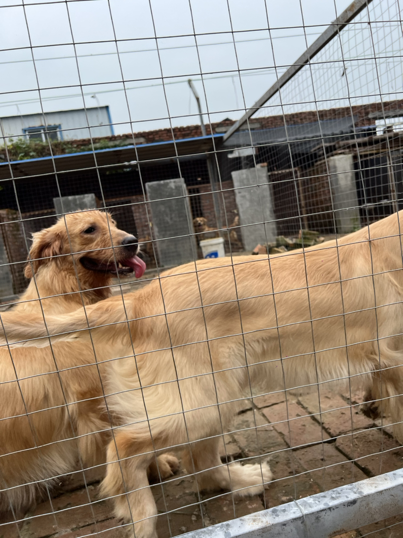金毛犬，颜值高性格暖，温顺乖巧，是理想的家庭陪伴宠物