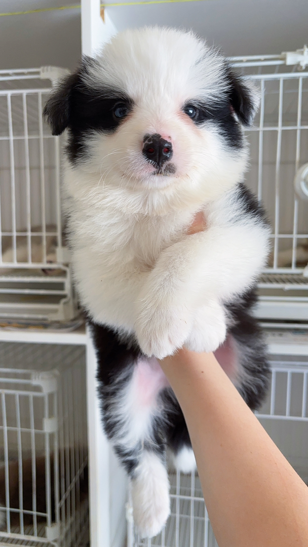 边境牧羊犬