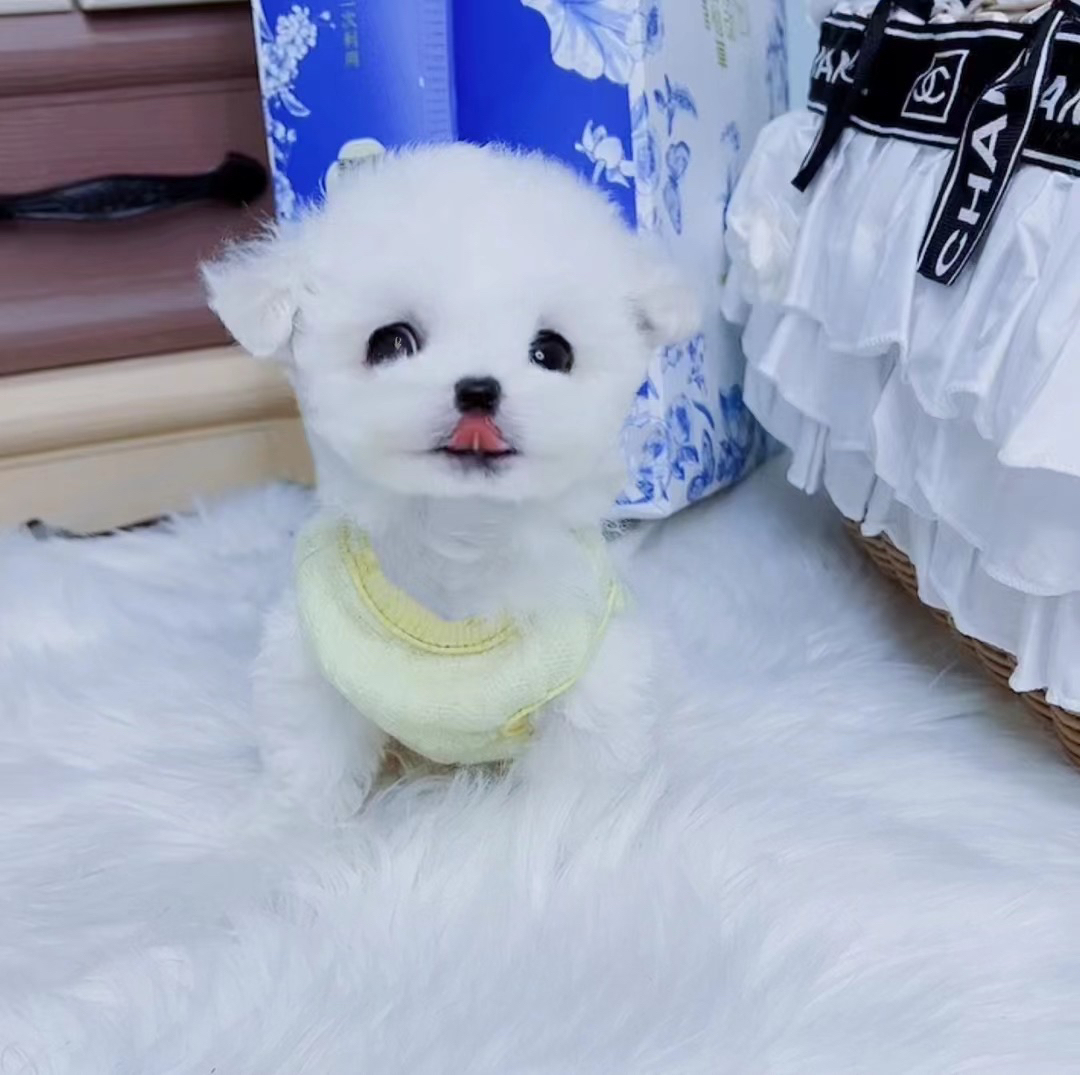 可爱比熊犬，雪白毛球超萌，温顺乖巧的贴心小伴侣
