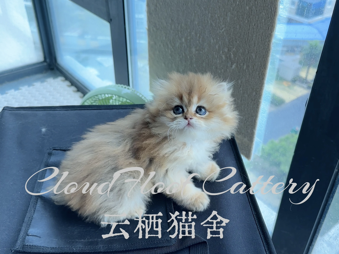 长毛金渐层妹妹