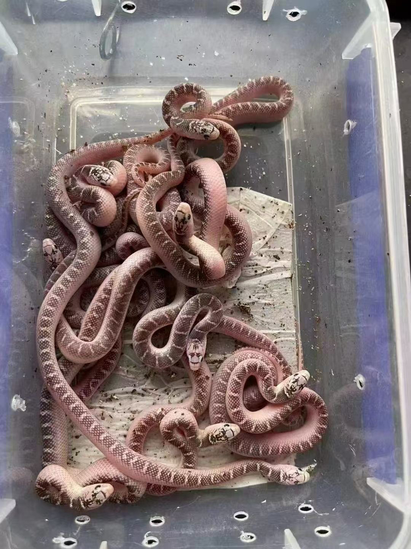 布鲁克 疫苗已打 运输包活