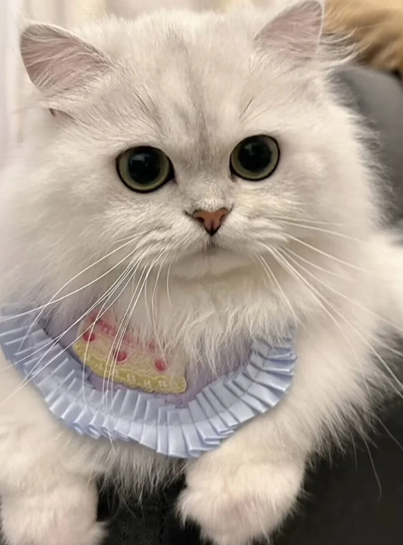 临清狮子猫