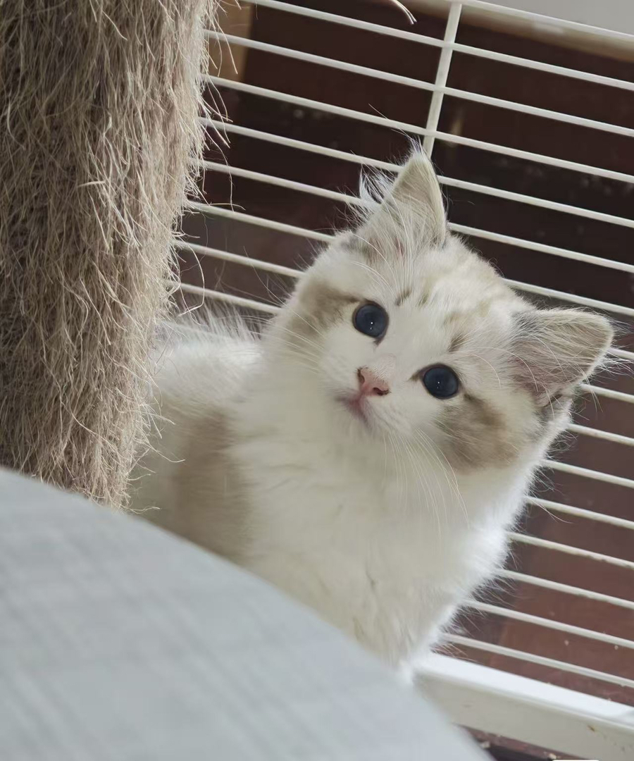 布偶猫
