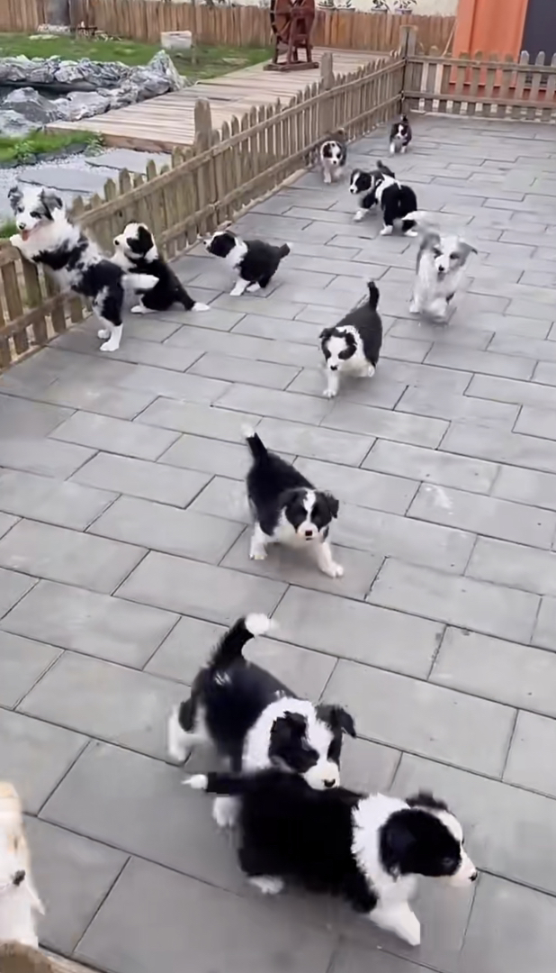 边境牧羊犬1888起步