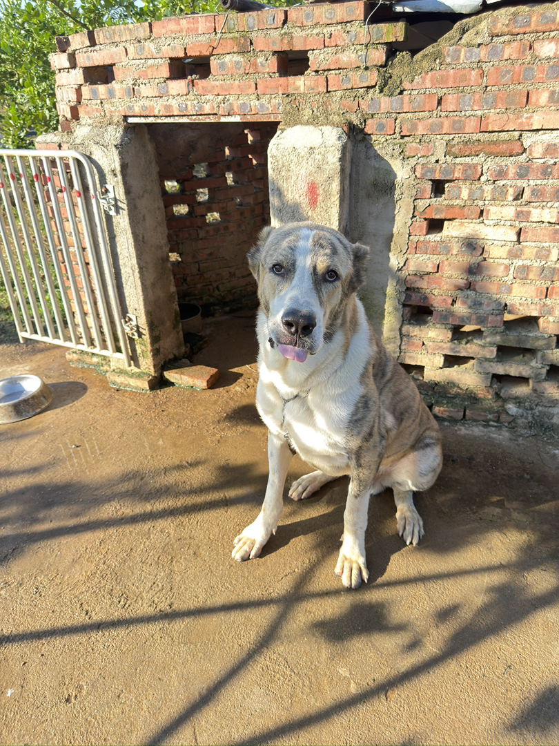 中亚牧羊犬