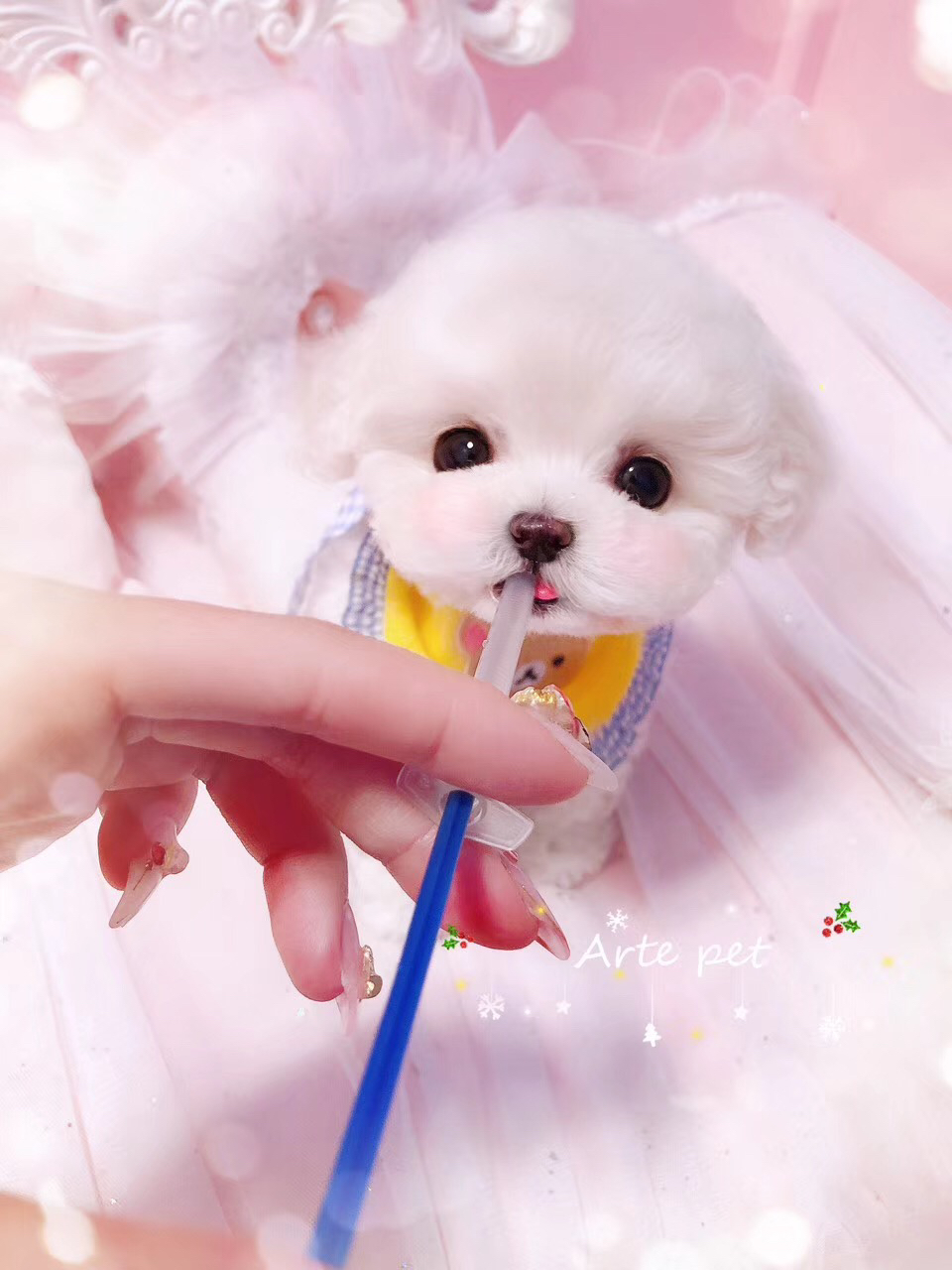 韩版高端比熊❤平台推荐
