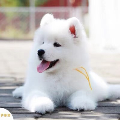 双血统❤带证书萨摩耶