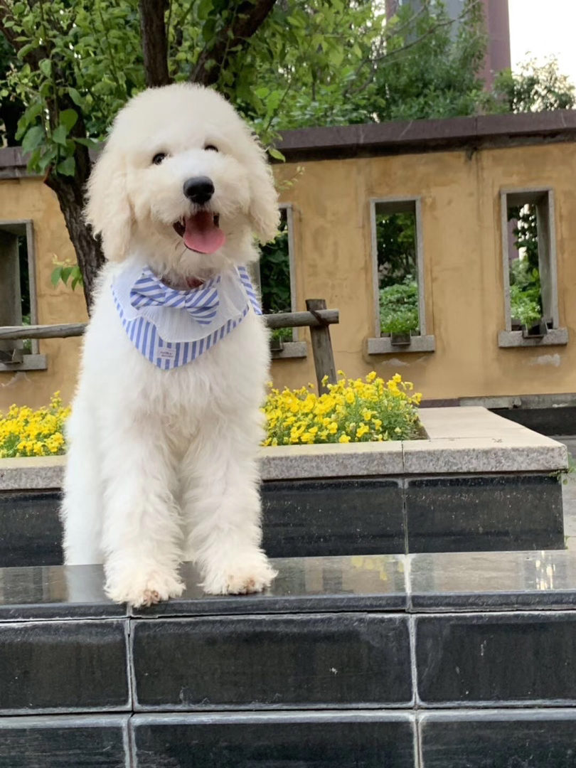巨型贵宾犬，毛发蓬松似云朵，聪明温顺颜值高