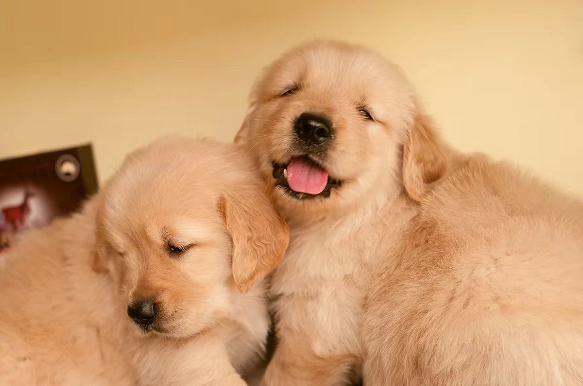金毛幼犬，可爱活泼，性格温顺，适合家庭养殖