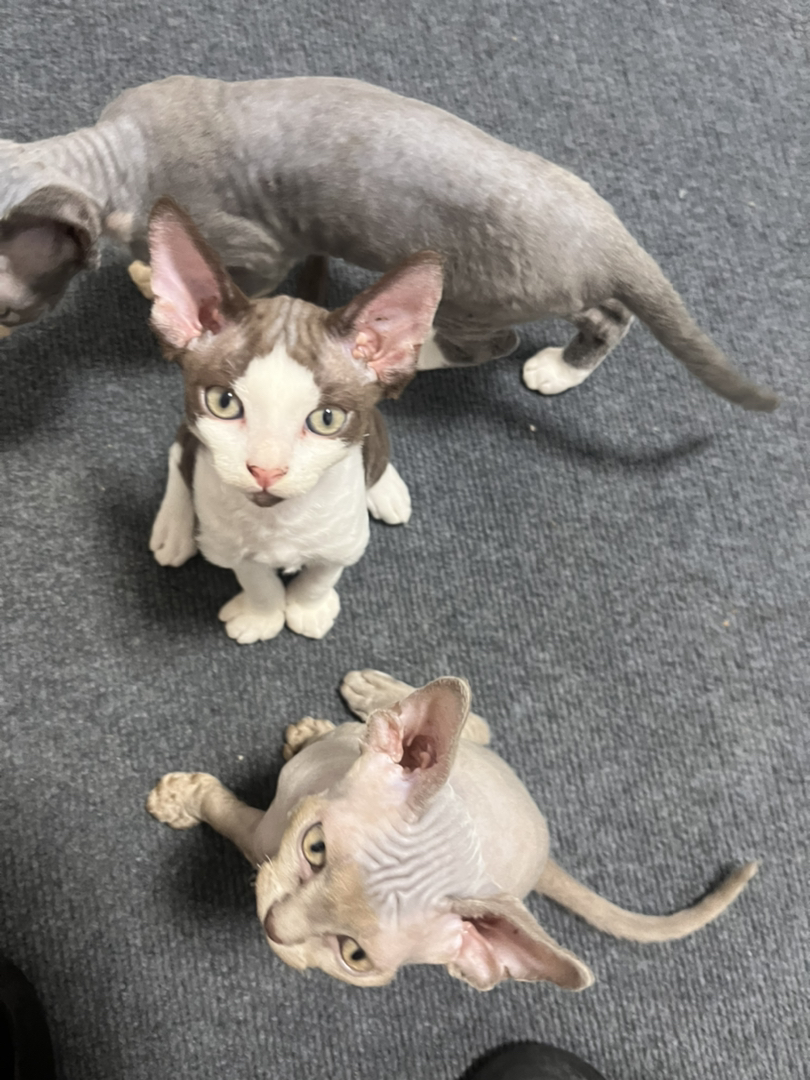 德文卷毛猫弟弟