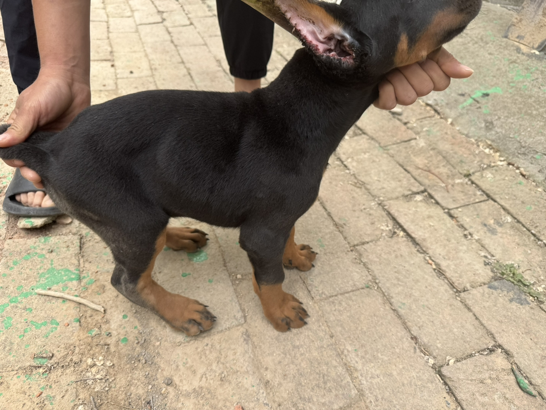 杜宾幼犬，体型矫健，忠诚聪明，彰显霸气风范