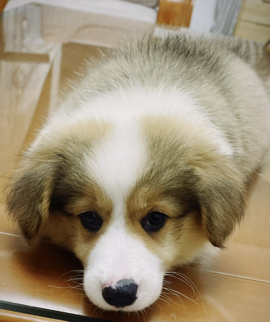 双血统可爱柯基幼犬，颜值高性格好，萌宠界的小短腿