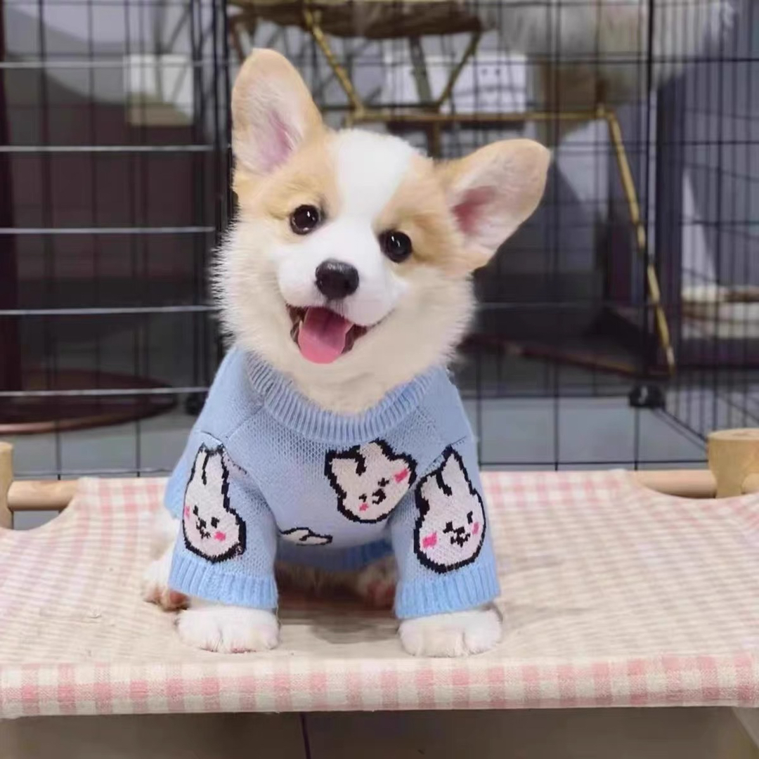 双色柯基犬❤️平台推荐